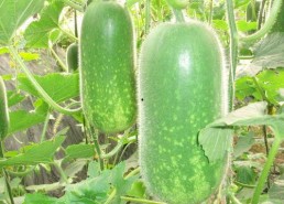 网红吃瓜姿势图片大全,趣味瞬间，笑料连连