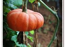 网红八卦吃瓜网站,八卦吃瓜网站独家爆料，带你领略娱乐圈幕后风云